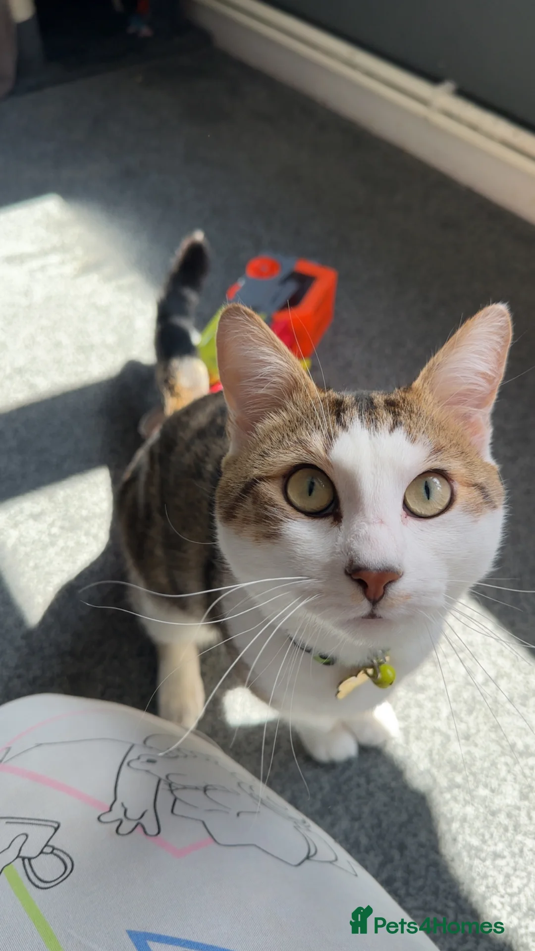 Mixed Breed cats for sale: Beautiful kits in Stafford - Advert 1