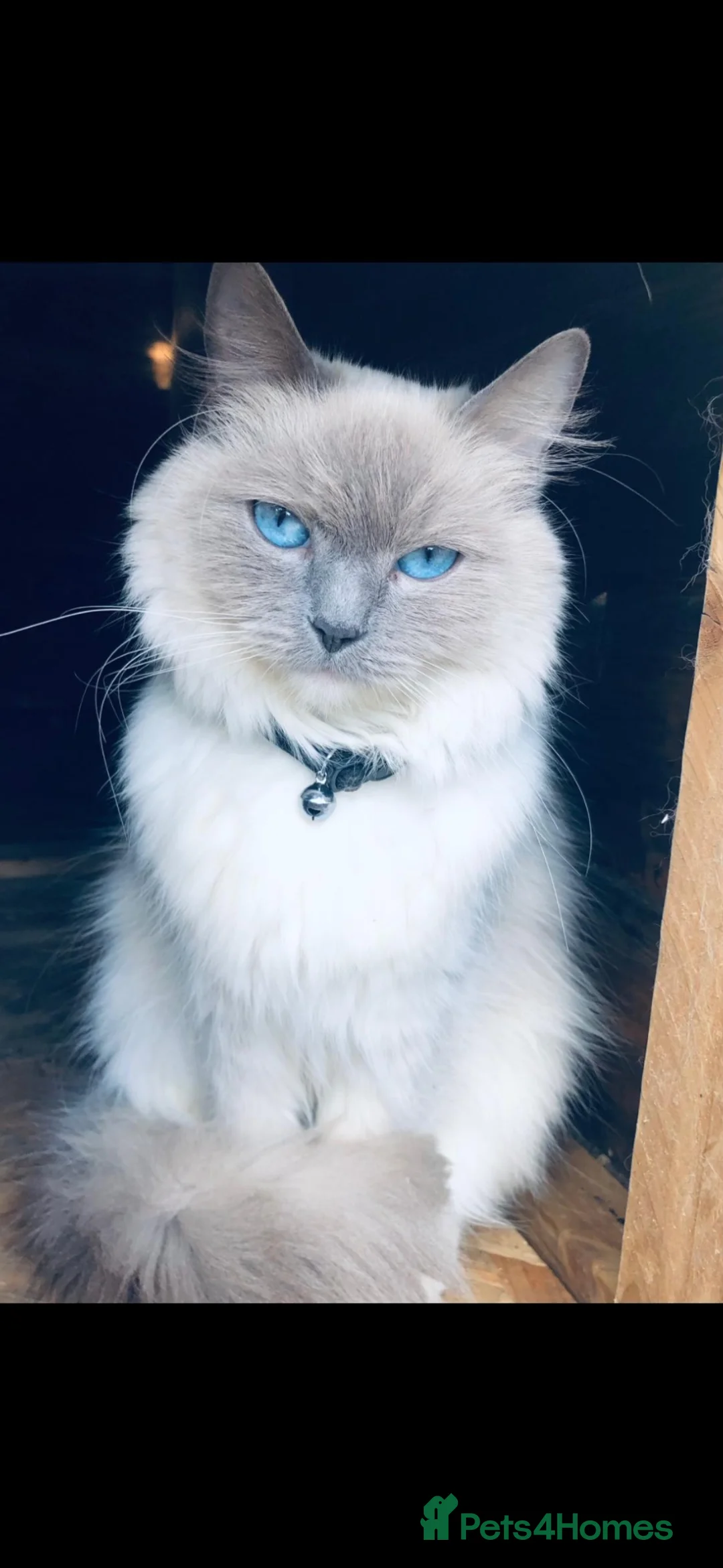 Ragdoll cats for sale: Mother 8 and daughter 3 for rehome in Morden - Advert 1