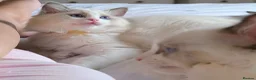 Ragdoll cats for sale: Tica Ragdoll kittens imperial grand champion lines - Advert 17
