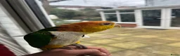 Parrots birds for sale: Tame Hand Reared Parrot Caique with huge Cage - Advert 5