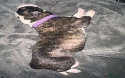 Mixed Breed dogs for sale: 8 beautiful pups for sale - Image 9