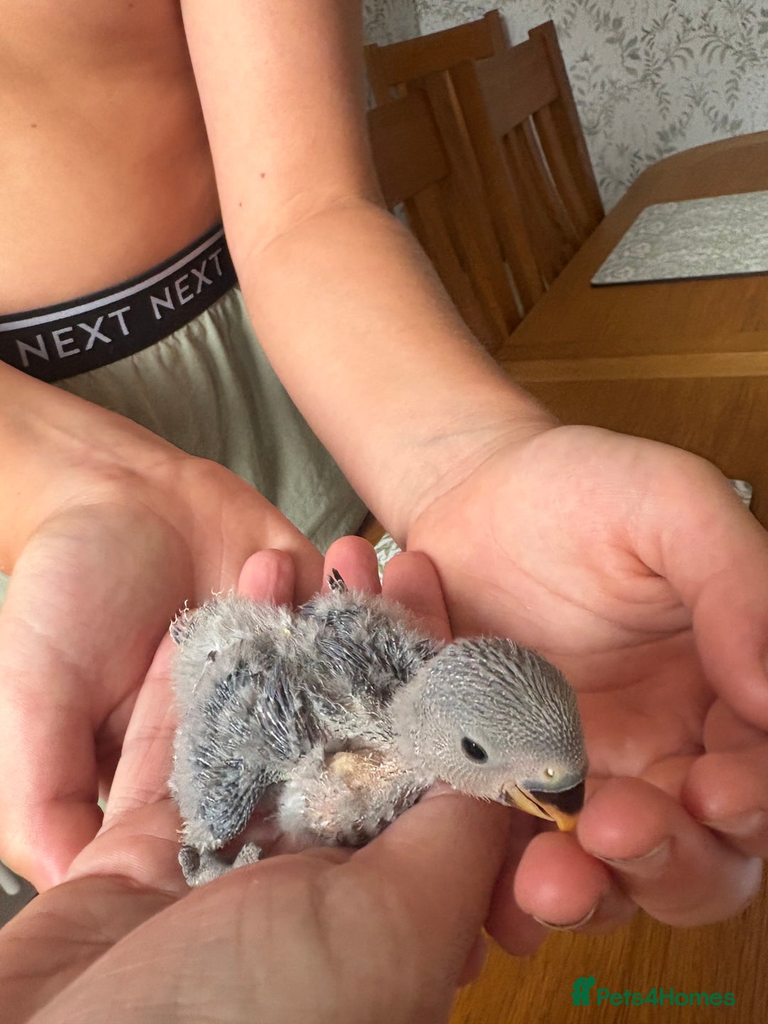 Lovebirds birds for sale: Lovebird babies - adorable - Image 3
