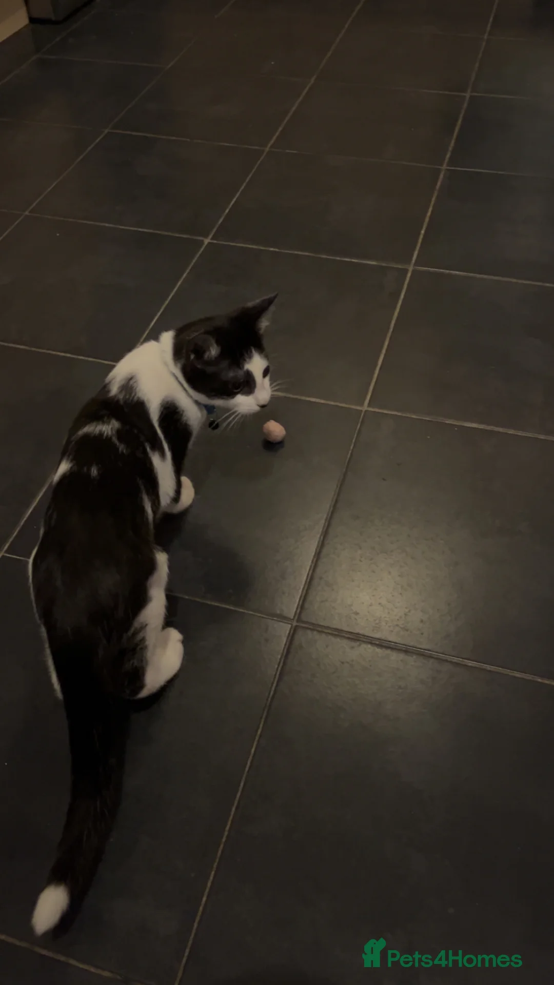 Mixed Breed cats for sale: Kitten for sale  - Advert 4