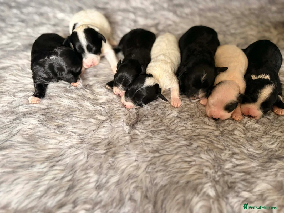 Havanese dogs for sale: Beautiful pedigree havanese litter for sale - Advert 4