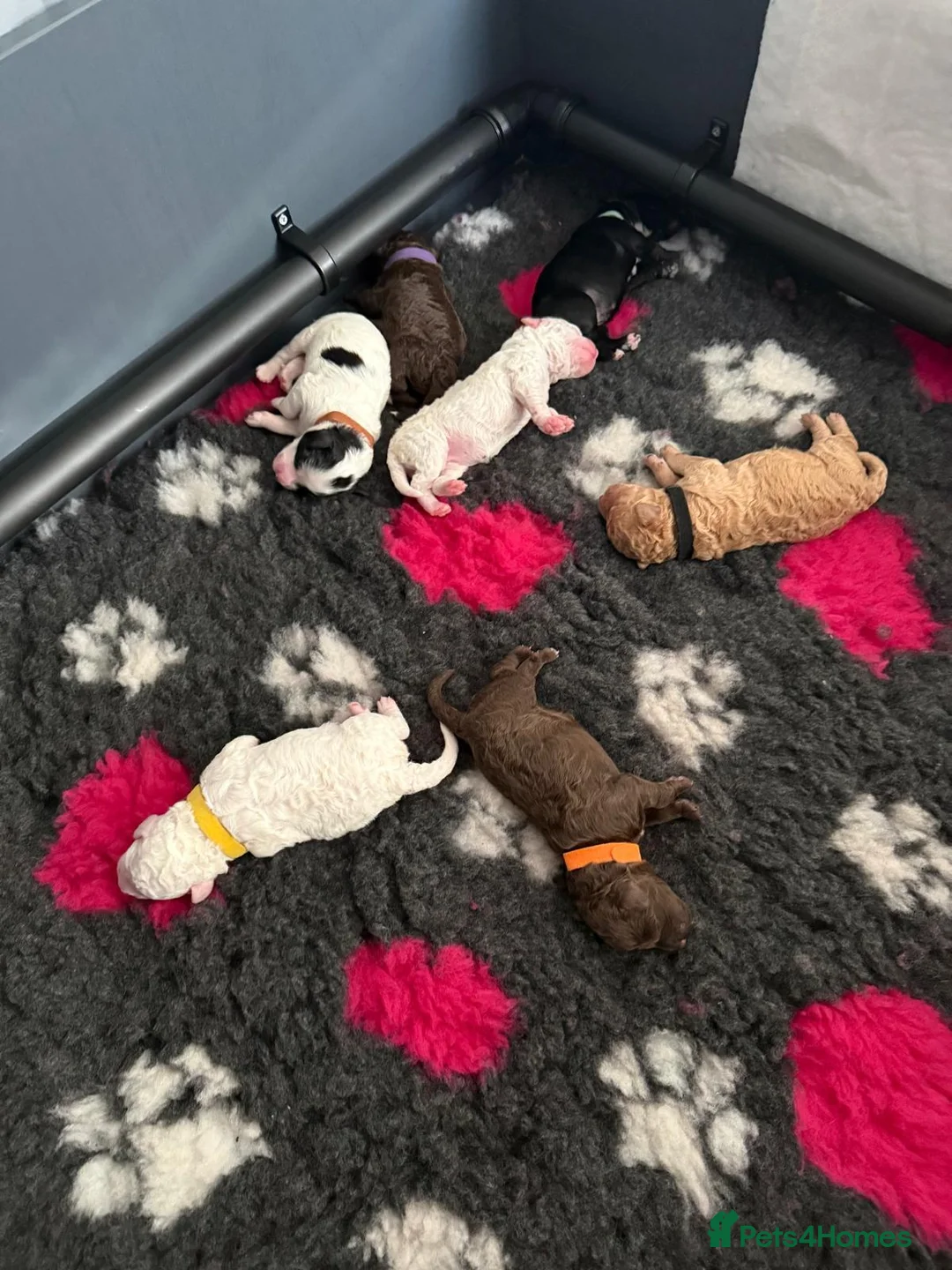 Maltipoo dogs for sale: Beautiful maltipoo puppies - Advert 1