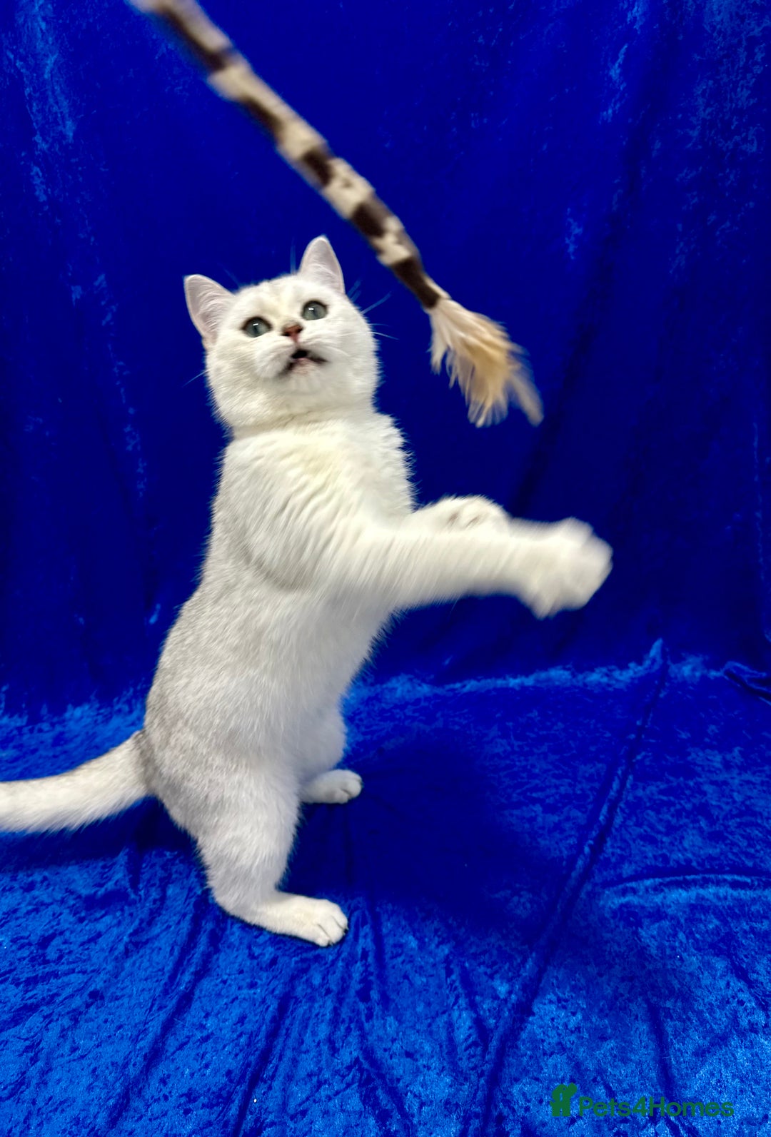 British Shorthair cats for sale: Active registered GCCF British short hair male  - Advert 7