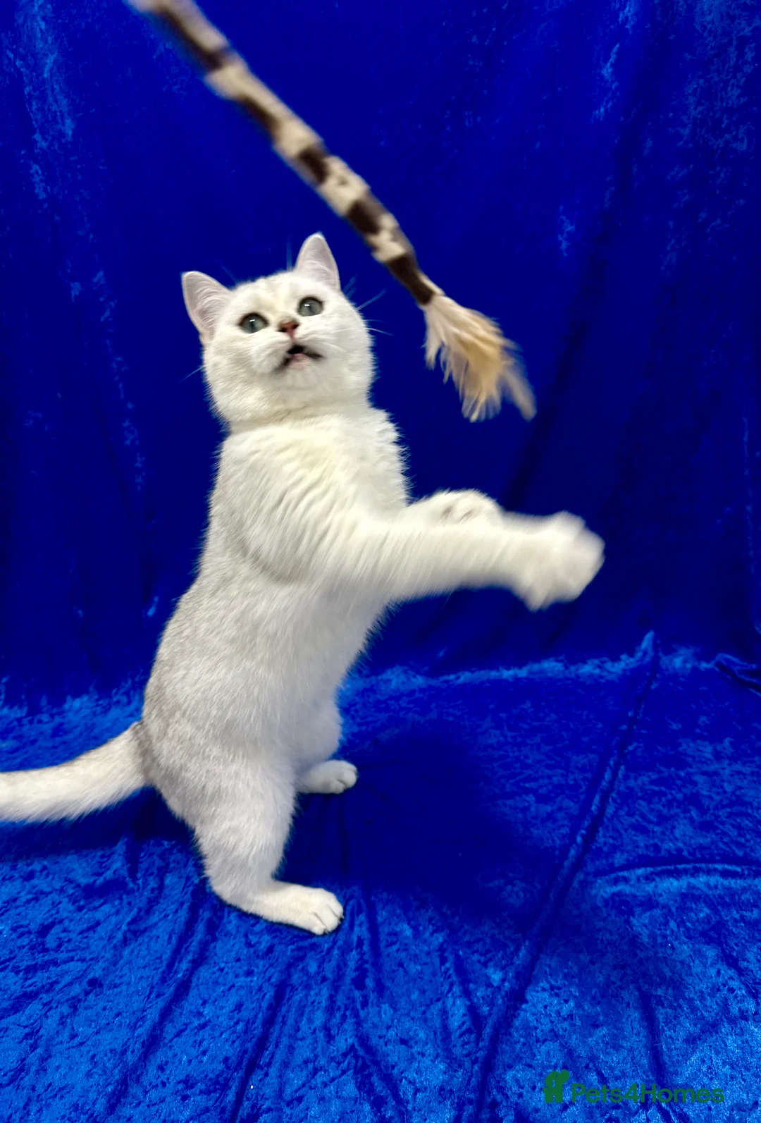 British Shorthair cats for sale: Active registered GCCF British short hair male  - Advert 7