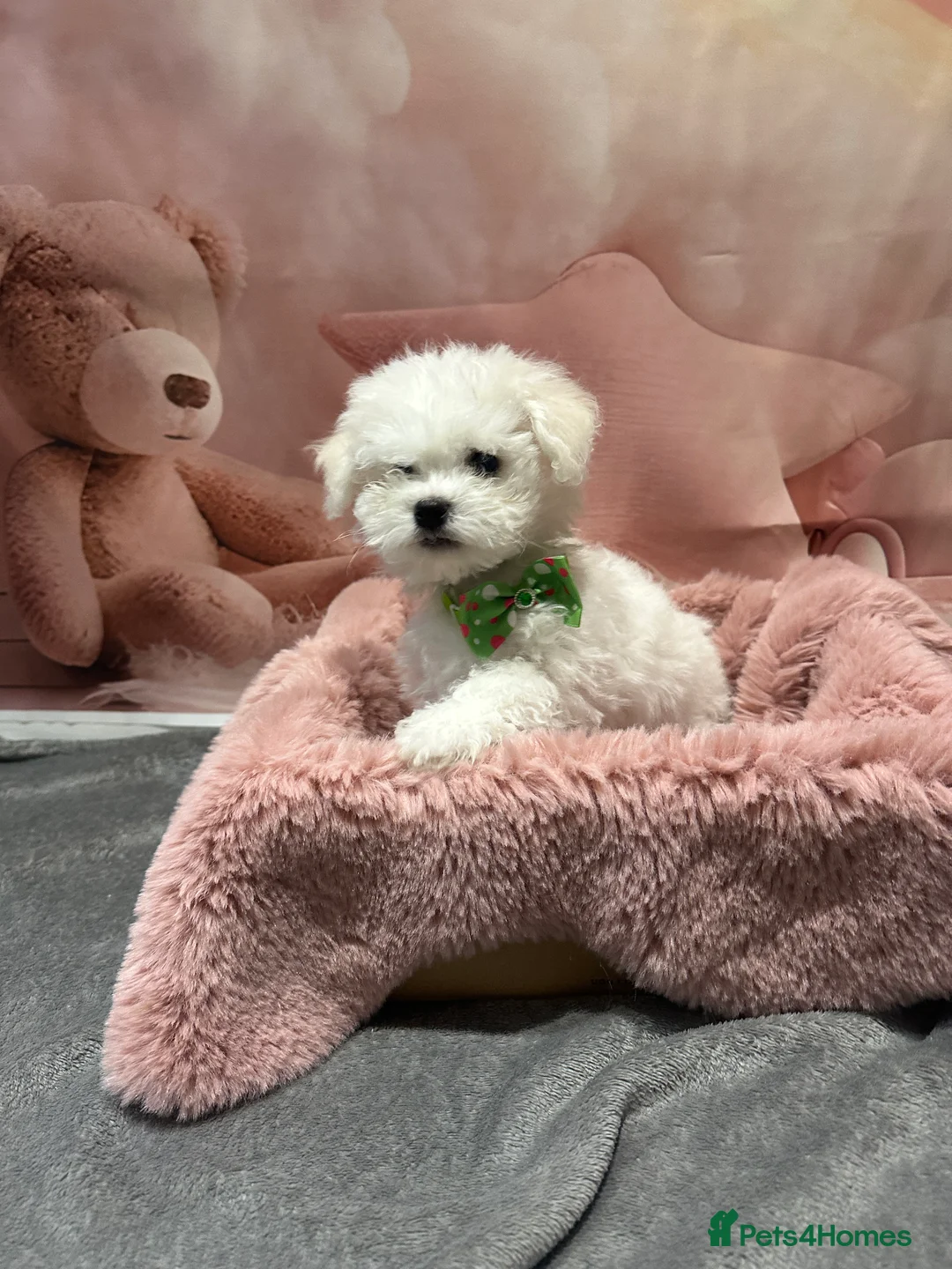 Bichon Frise dogs for sale: Pure Pedigree Champion Bloodline Bichon Frise  - Advert 9