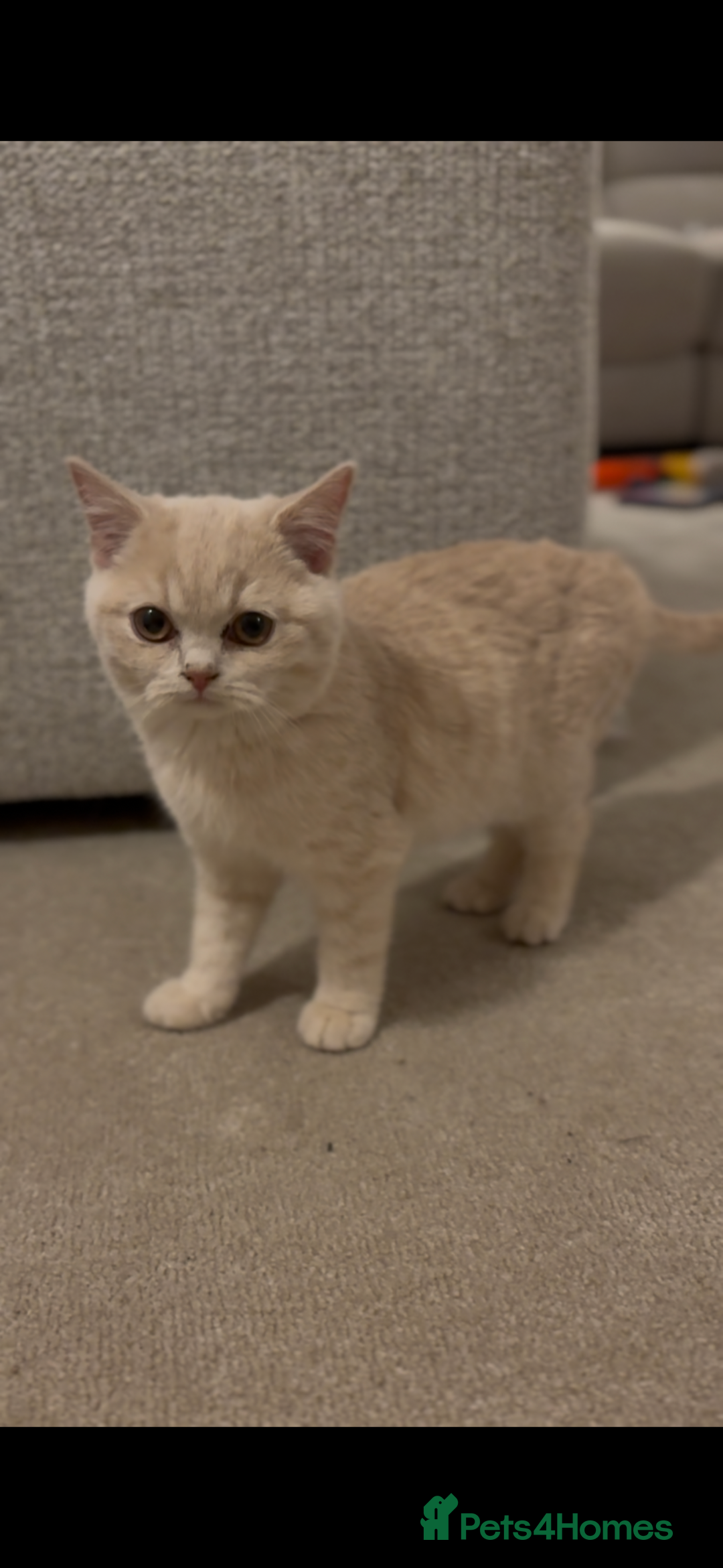 British Shorthair cats for sale: Beautiful British shorthair kittens  - Advert 7