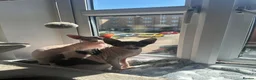 Sphynx cats for sale: Two Female Sphynx  - Advert 3