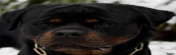 Rottweiler dogs for sale: Two Rottweiler puppies left to reserve!  - Advert 15