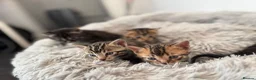 Bengal cats for sale: Bengal kittens 4 Girls  - Advert 1