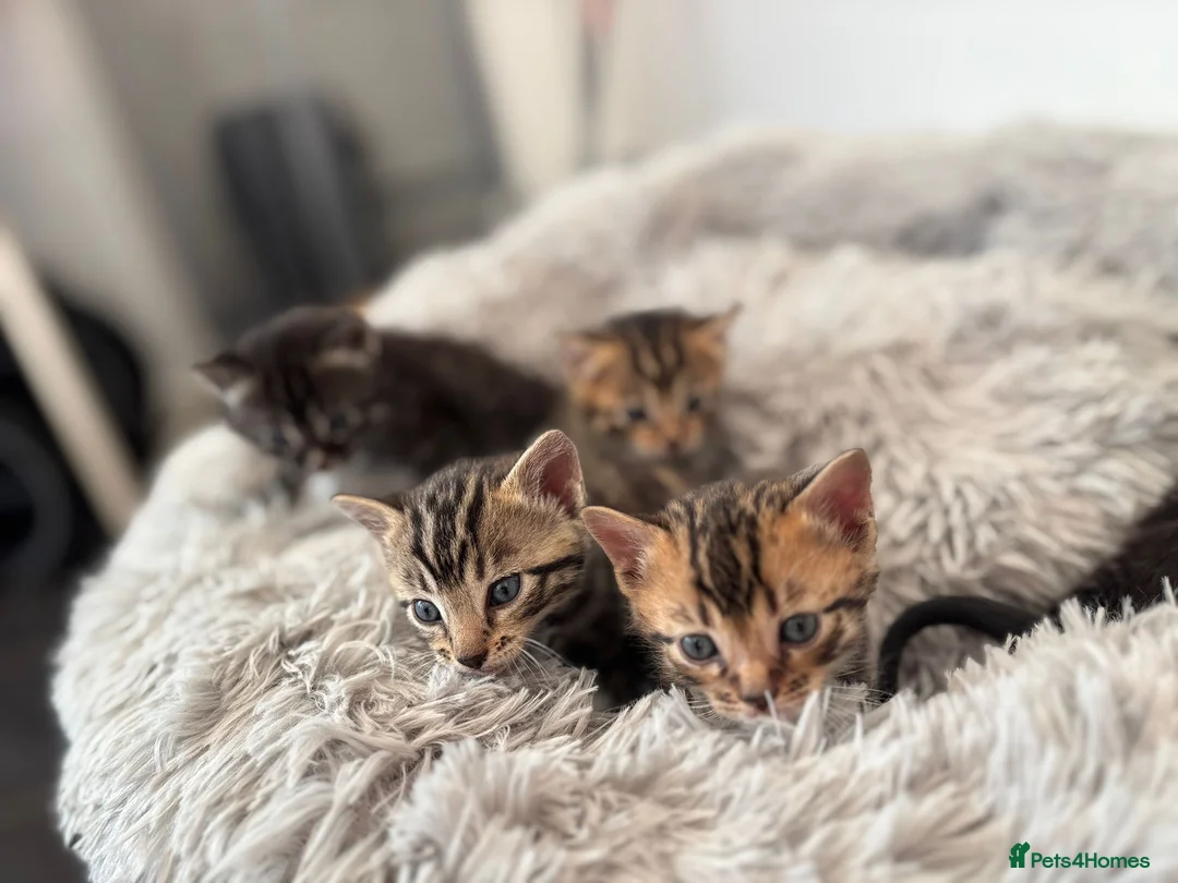Bengal cats for sale: Bengal kittens 4 Girls  - Advert 1