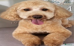 Cavapoo dogs for sale: Cavapoo 1 year female - Image 1