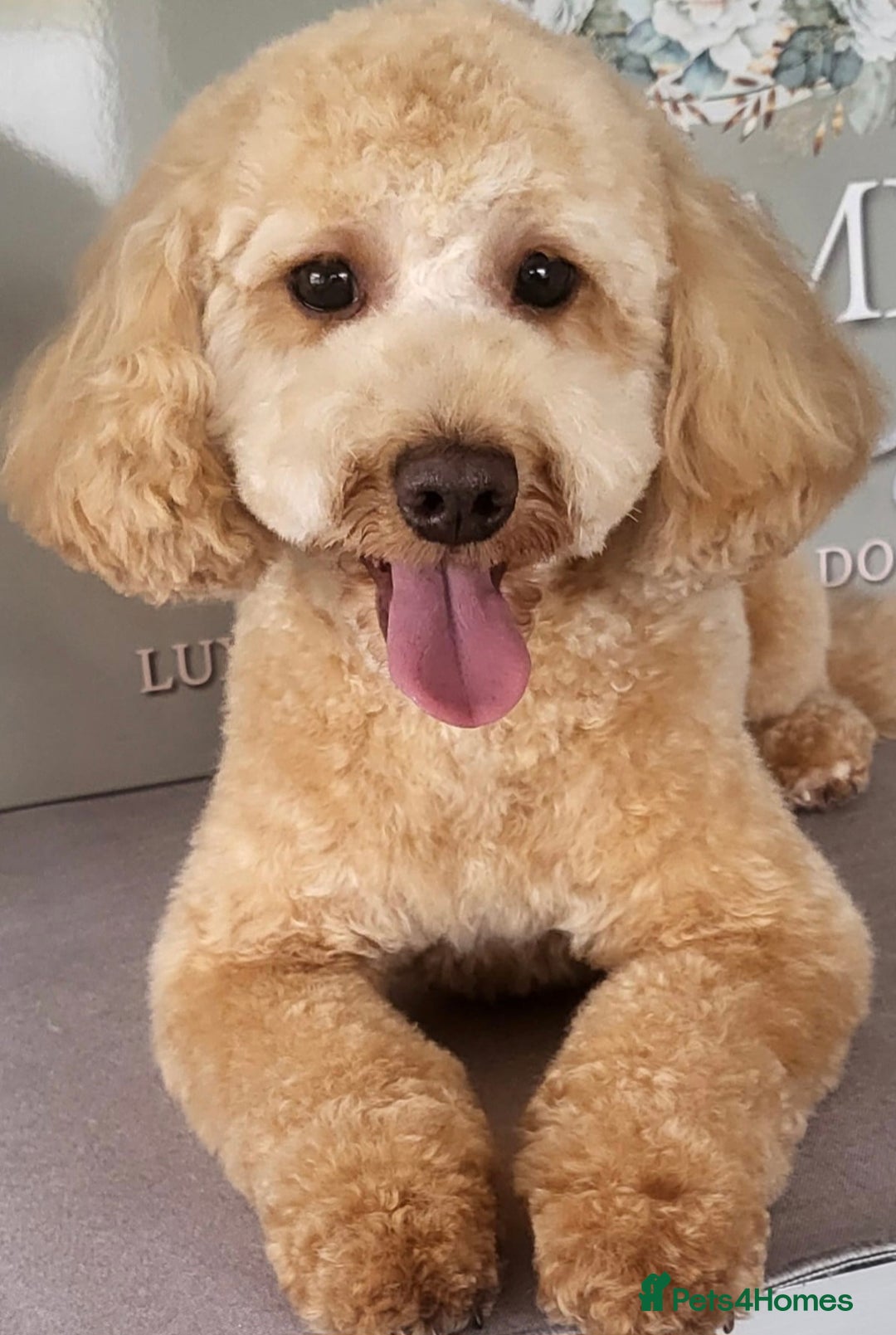 Cavapoo dogs for sale: Cavapoo 1 year female - Image 1