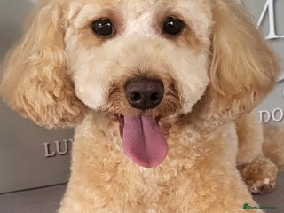 Cavapoo dogs for sale - Advert 2