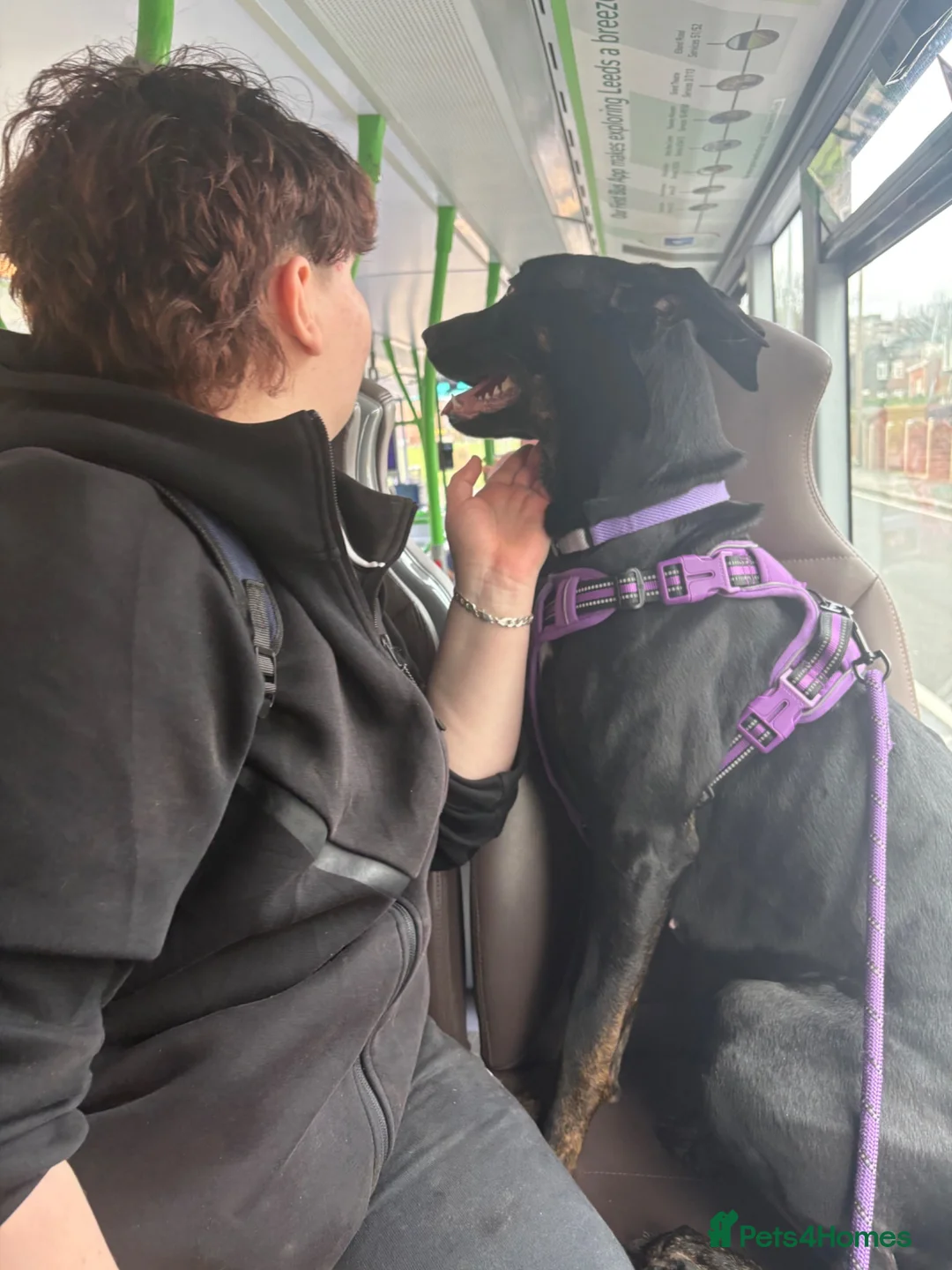 Mixed Breed dogs for sale: Nyla (malanois, Doberman, lurcher mix) in Leeds - Advert 9