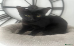 Siamese cats for sale: Siamese cross breeds  - Image 6