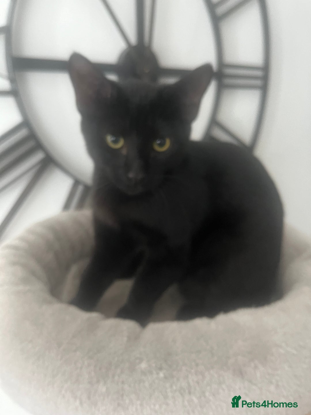 Siamese cats for sale: Siamese cross breeds  - Image 6