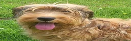 Briard dogs for sale: Top class puppies - Advert 1