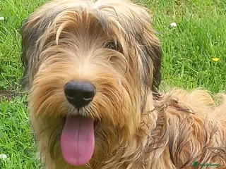 Briard dogs Top class puppies - Advert 1
