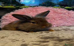 Mixed Breed rabbits for sale: Netherland dwarf and lionhead mixed bunnies - Image 36