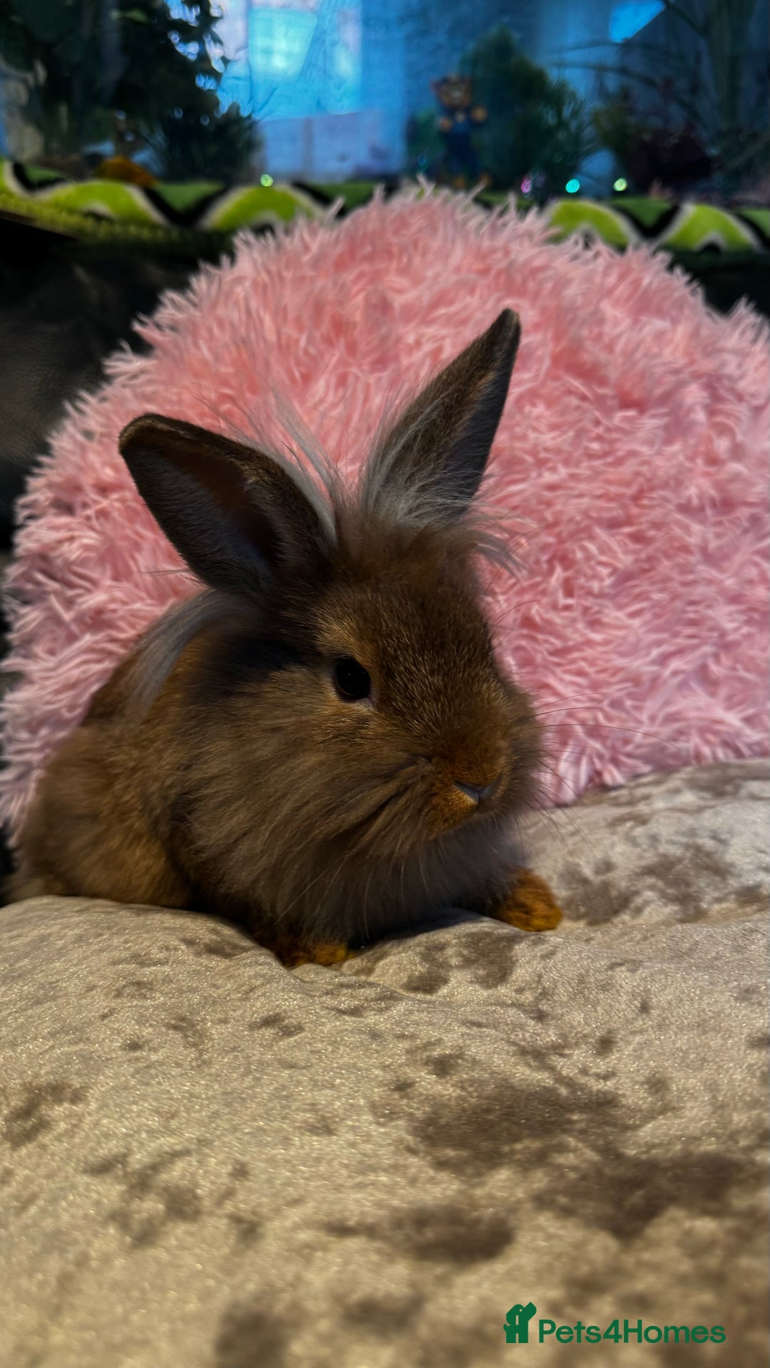 Mixed Breed rabbits for sale: Netherland dwarf and lionhead mixed bunnies - Image 36