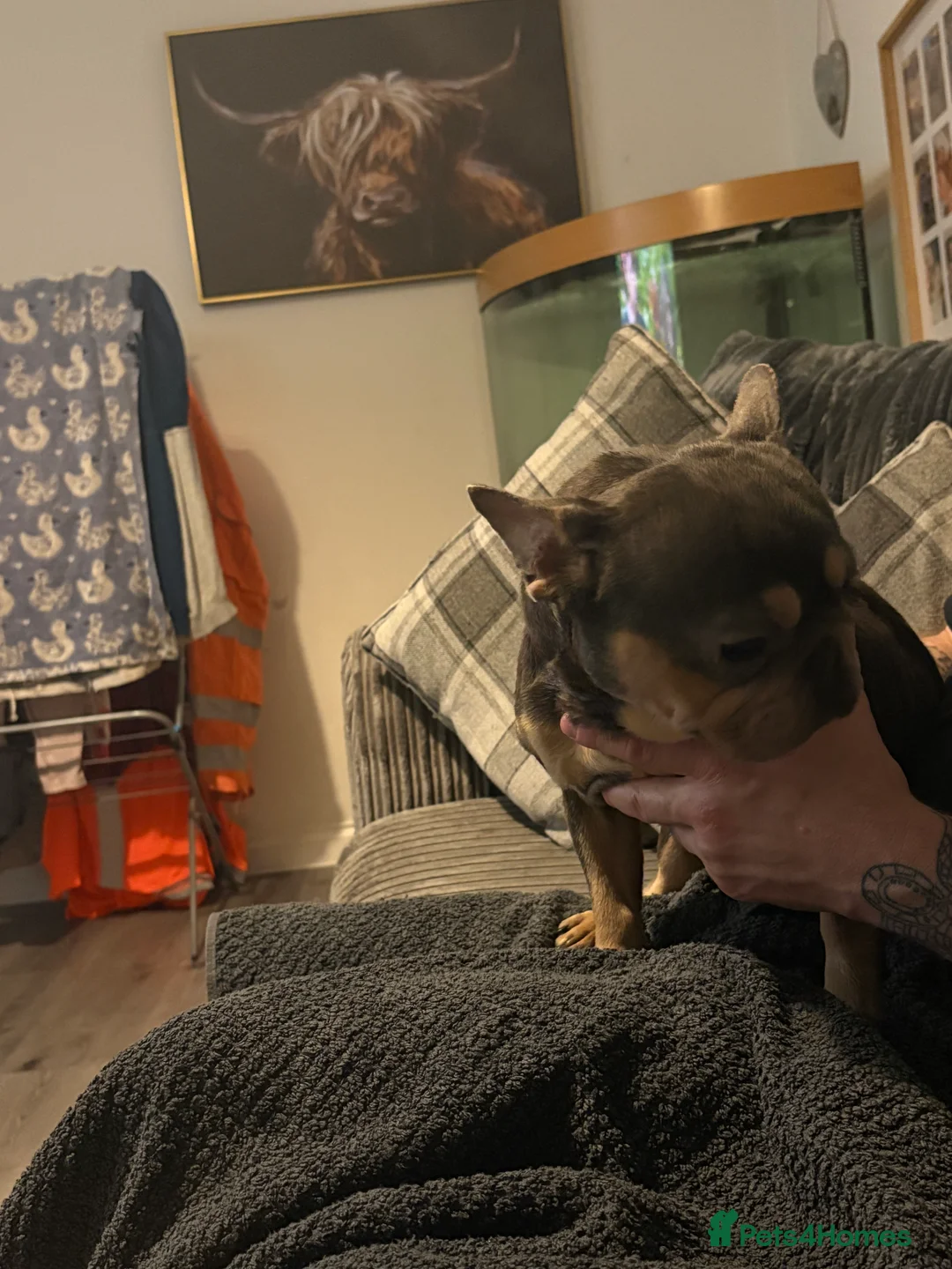 French Bulldog dogs for sale: Little angel frenchie sadly needing a new home - Advert 7