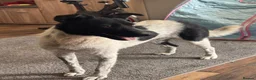 Mixed Breed dogs for adoption: Sweet Pepita looking for True Love  - Advert 3