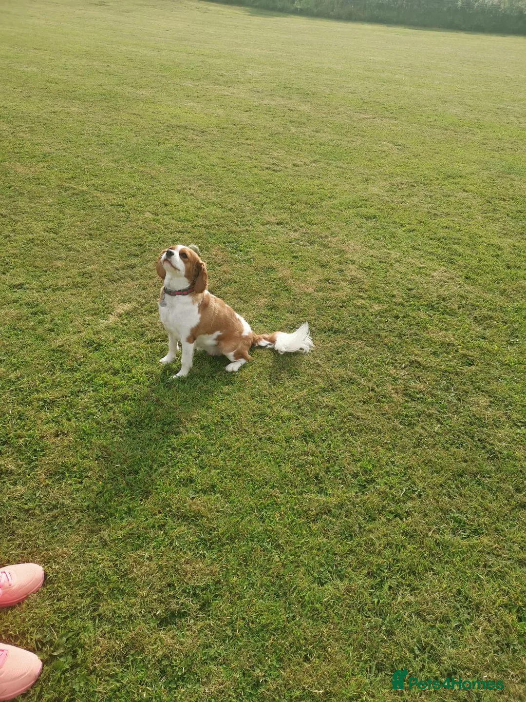 Cavalier King Charles Spaniel dogs for sale: 🐶 Lovely KC CKCS girl - Blenheim - Advert 2