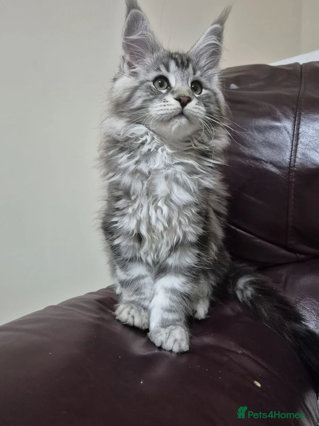 Maine Coon cats for sale: Maine coon kittens  - Advert 11