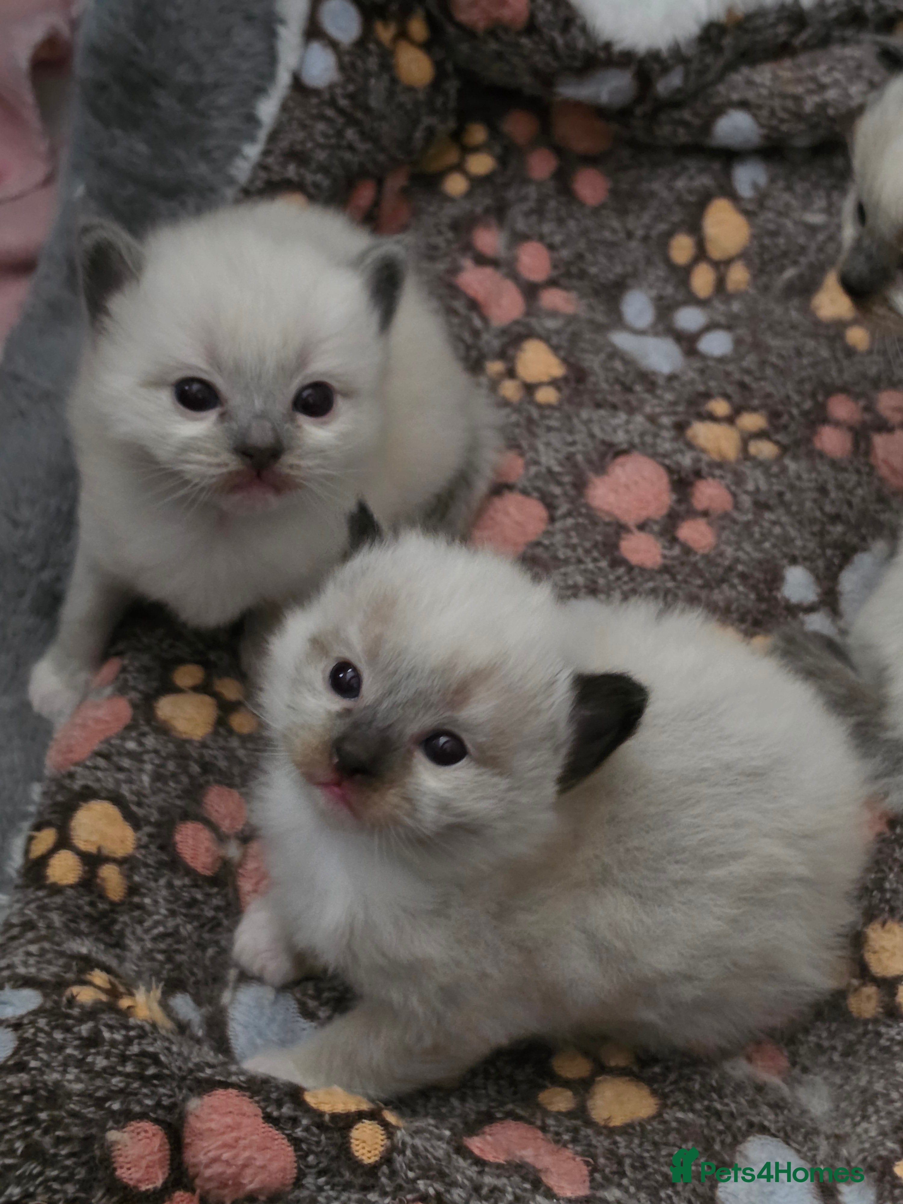 Ragdoll cats Full pedigree Ragdolls  - Advert 2