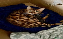 Bengal cats for sale: 🐾Purebred BENGAL Kittens🐾  - Image 34