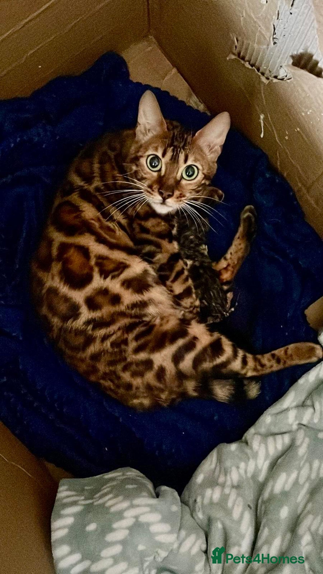 Bengal cats for sale: 🐾Purebred BENGAL Kittens🐾  - Image 34