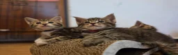 Maine Coon cats for sale: Marine Coon X kittens - Advert 4
