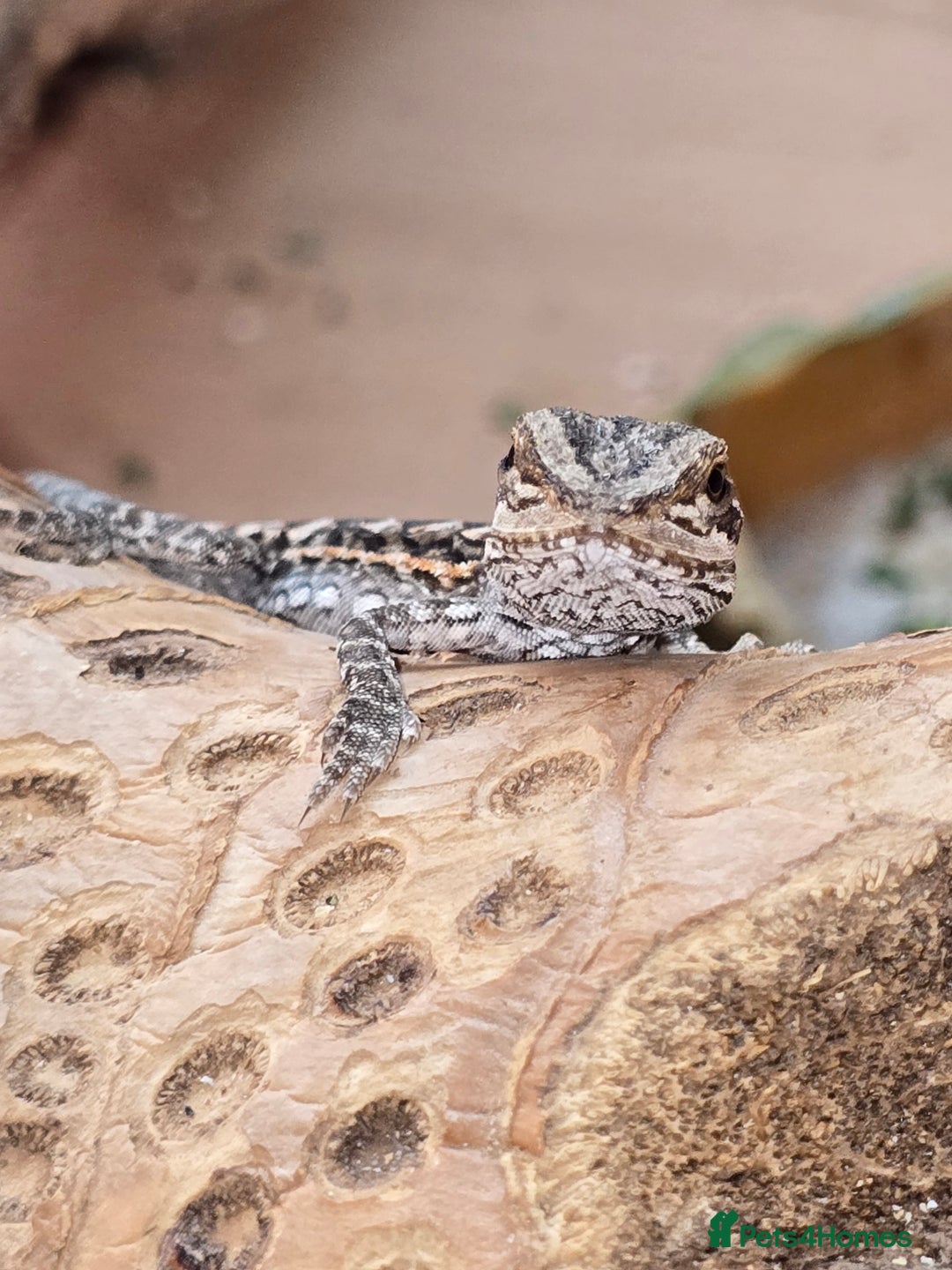 Bearded Dragon reptiles for sale: Baby bearded dragons with tint red 2 for £100 - Image 6
