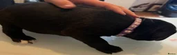 Mixed Breed dogs for sale: Puppies for sale  - Advert 3