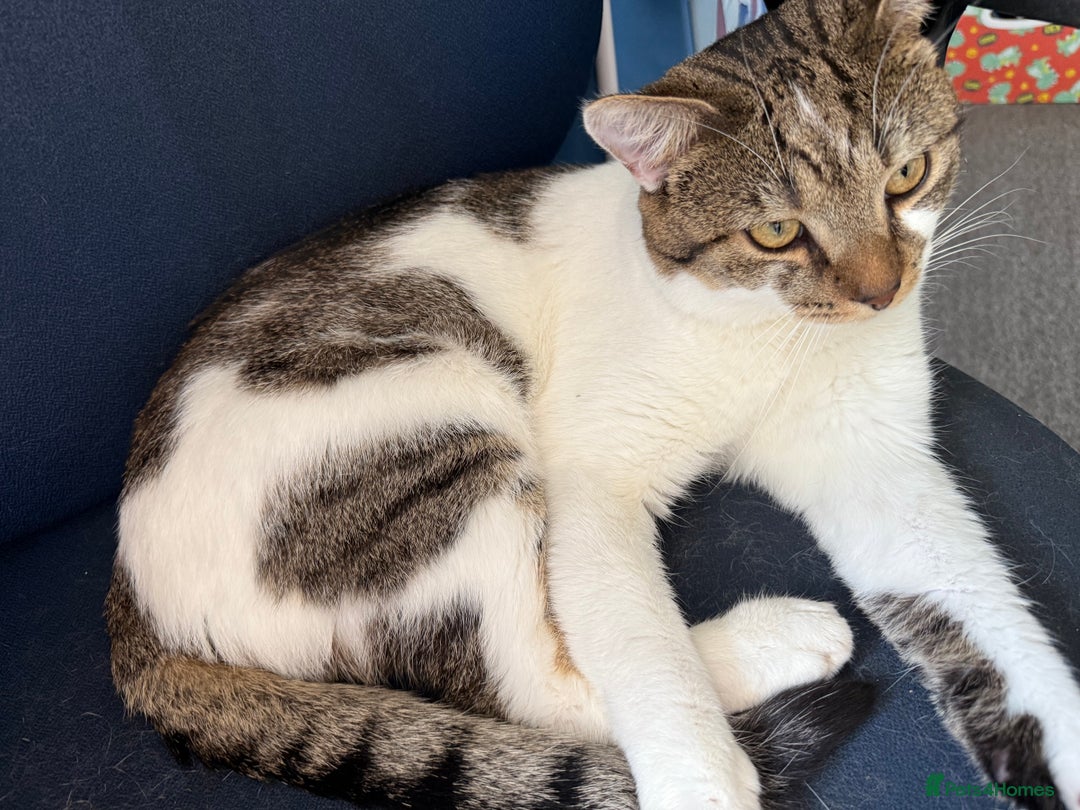 Mixed Breed cats for sale: Cats&kittens - Image 4