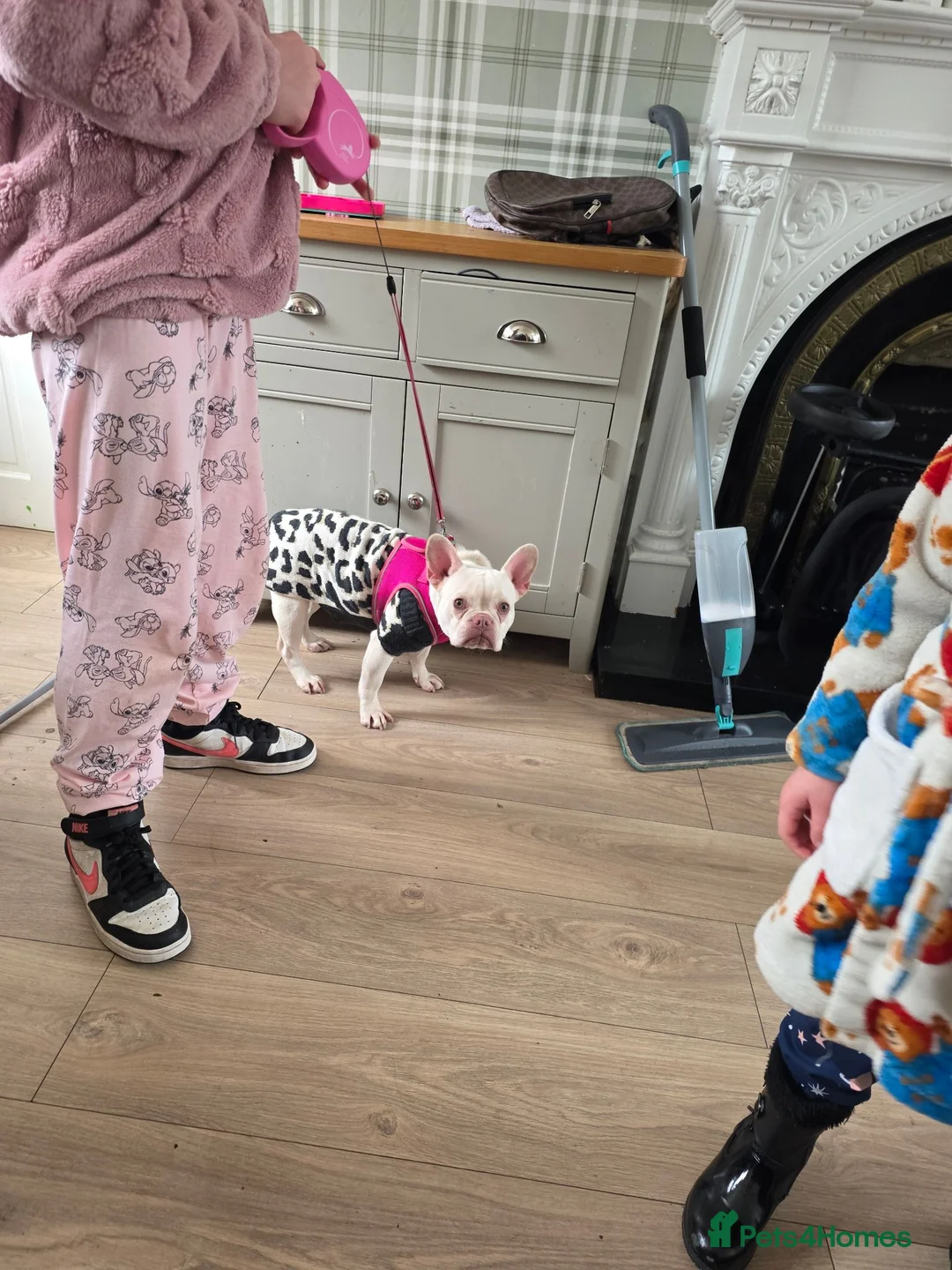 French Bulldog dogs for sale: 1yr old female frenchie in Doncaster - Advert 4