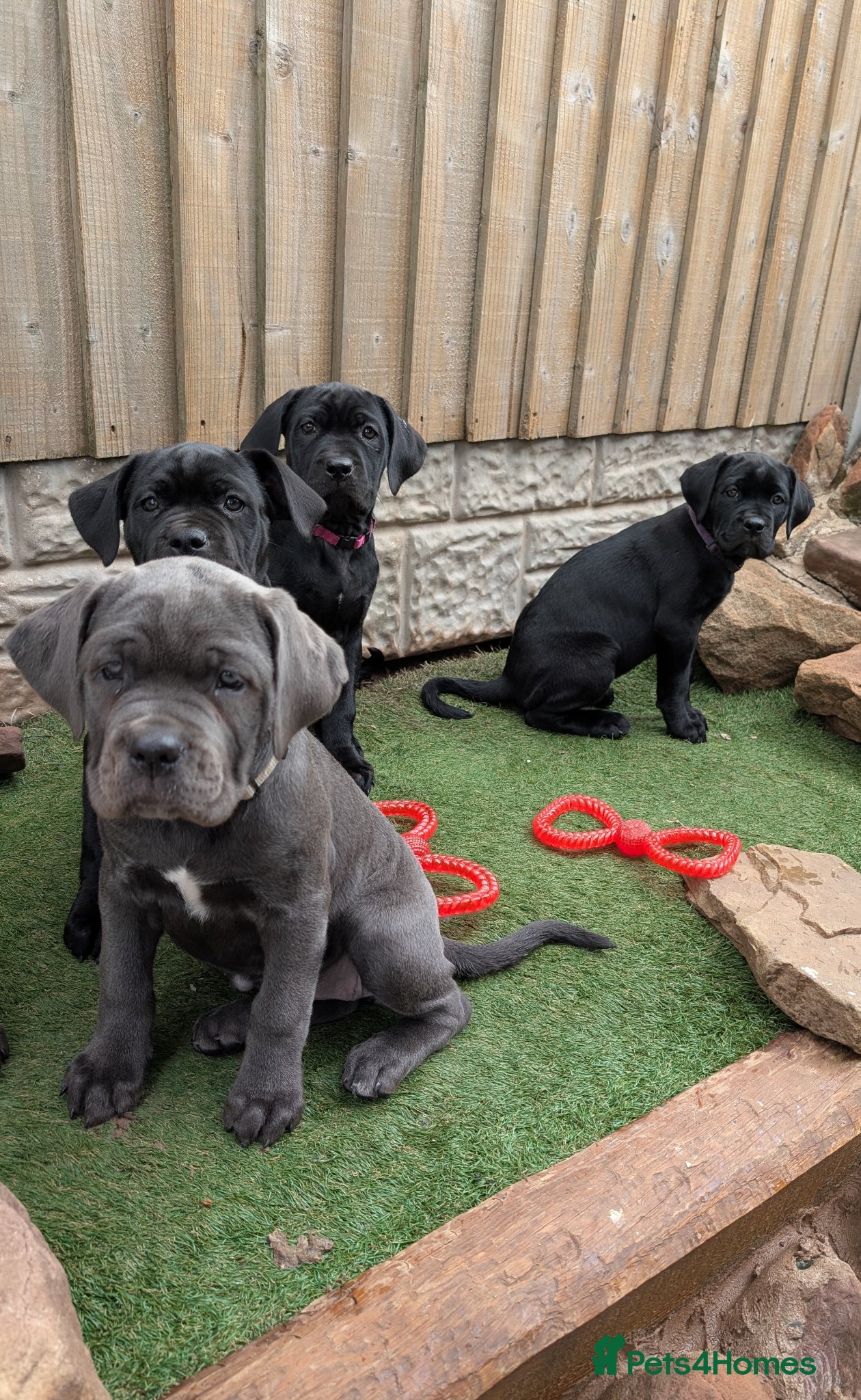 Cane Corso dogs Cane corso puppies  - Advert 10