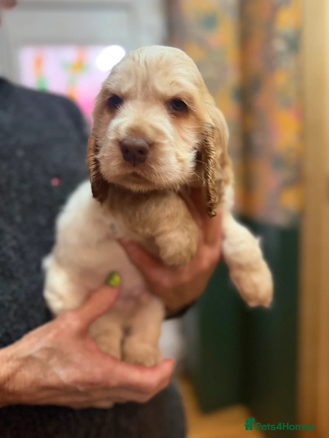 Cocker Spaniel dogs for sale: Show cocker spaniel pups  - Advert 7