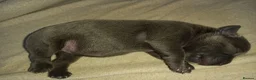 Staffordshire Bull Terrier dogs for sale: Blue Staffordshire Bull Terrier  in Buxton - Advert 4