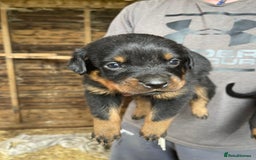 Rottweiler dogs for sale: Rottweiler pups - Image 6