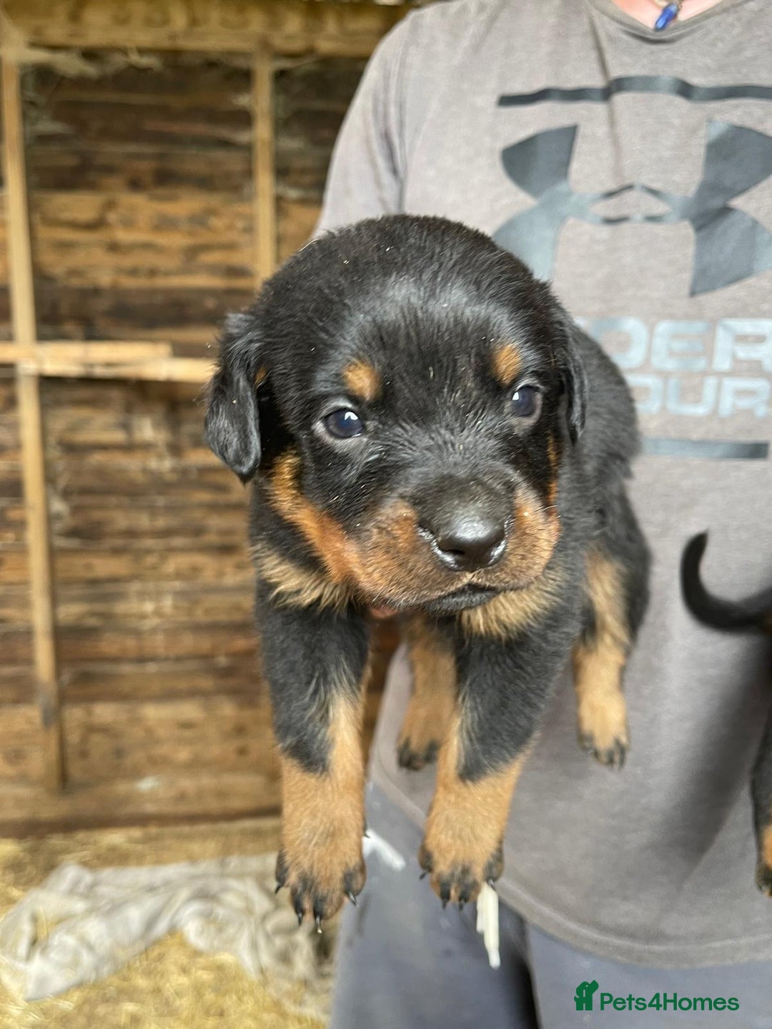 Rottweiler dogs for sale: Rottweiler pups - Image 6