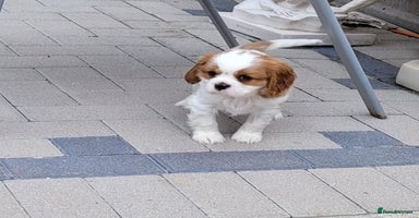 Cavalier King Charles Spaniel dogs - Advert 6