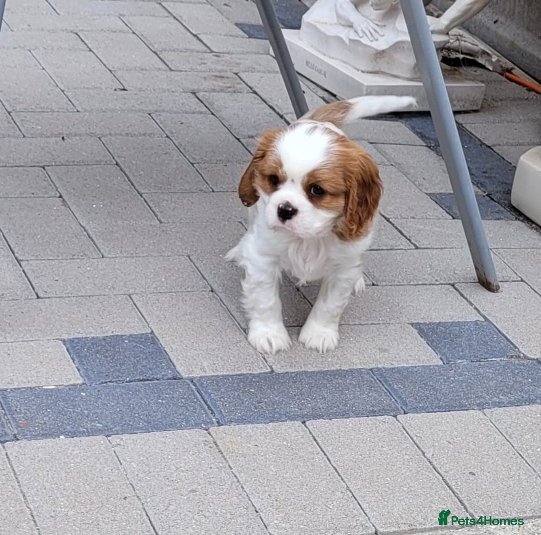 Cavalier King Charles Spaniel dogs for sale: Male Cavalier King Charles spaniel  - Image 3
