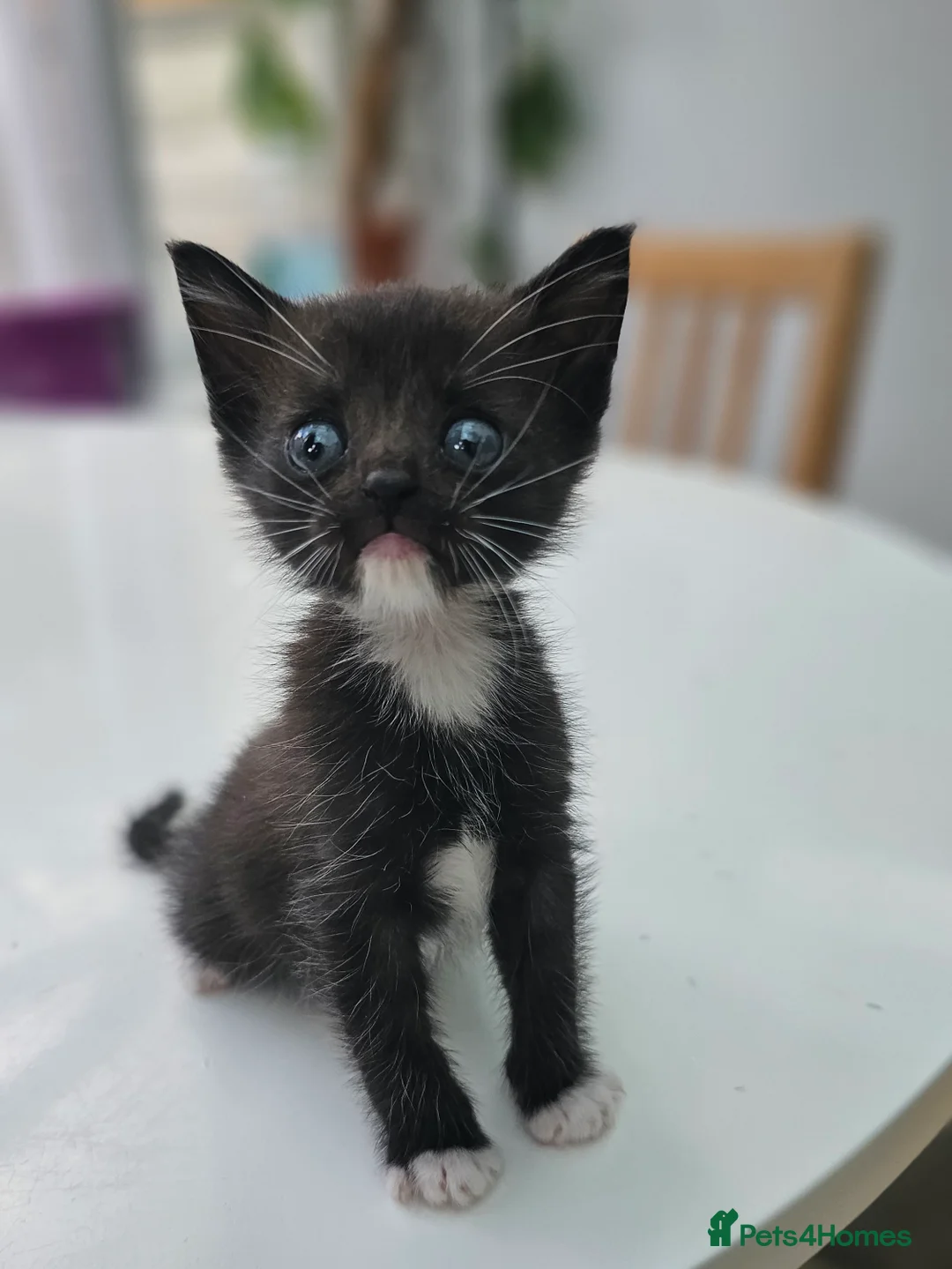 Ragdoll cats for sale: Ragdoll mix - Advert 2