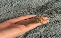 Gecko reptiles for sale: Baby Crested Gecko - Image 2