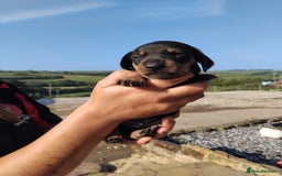 Miniature Dachshund dogs for sale: Kc registered miniature dashchund  - Image 4