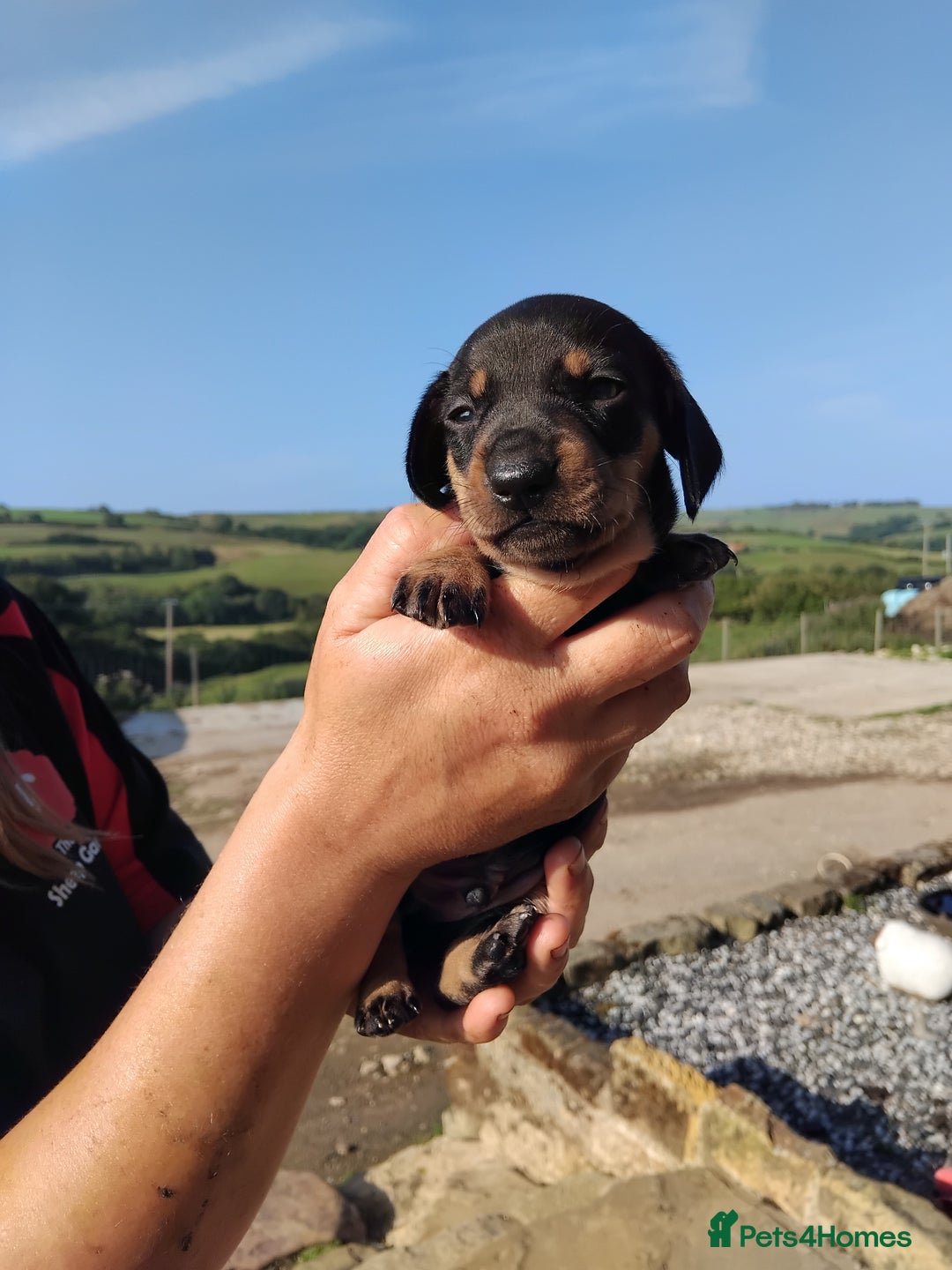 Miniature Dachshund dogs for sale: Kc registered miniature dashchund  - Image 4